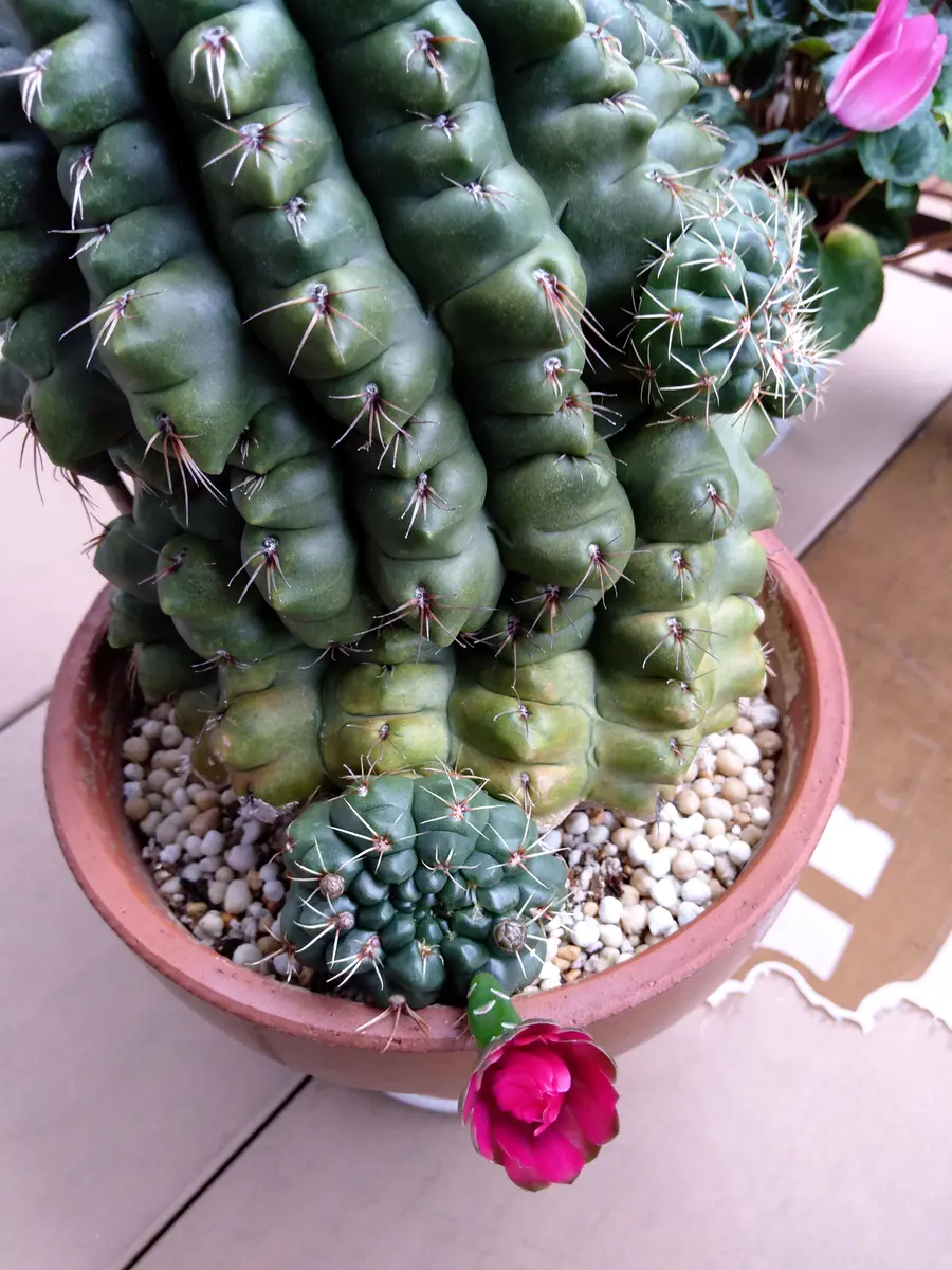 20年以上実家で育てています。緋花玉だと思います。今年にな