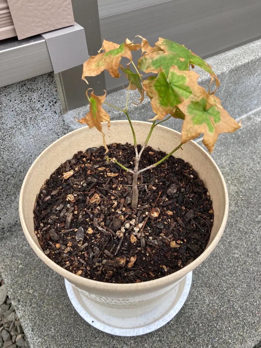 自然に庭に生えてきたモミジを、今年の5月頃に鉢植えにしました