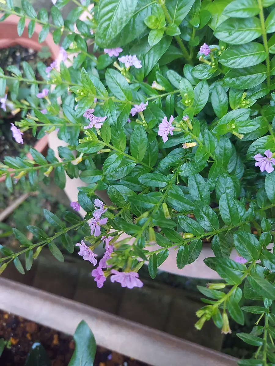 鉢植えに植えられてる紫色した小さな花の名前を教えて下さい