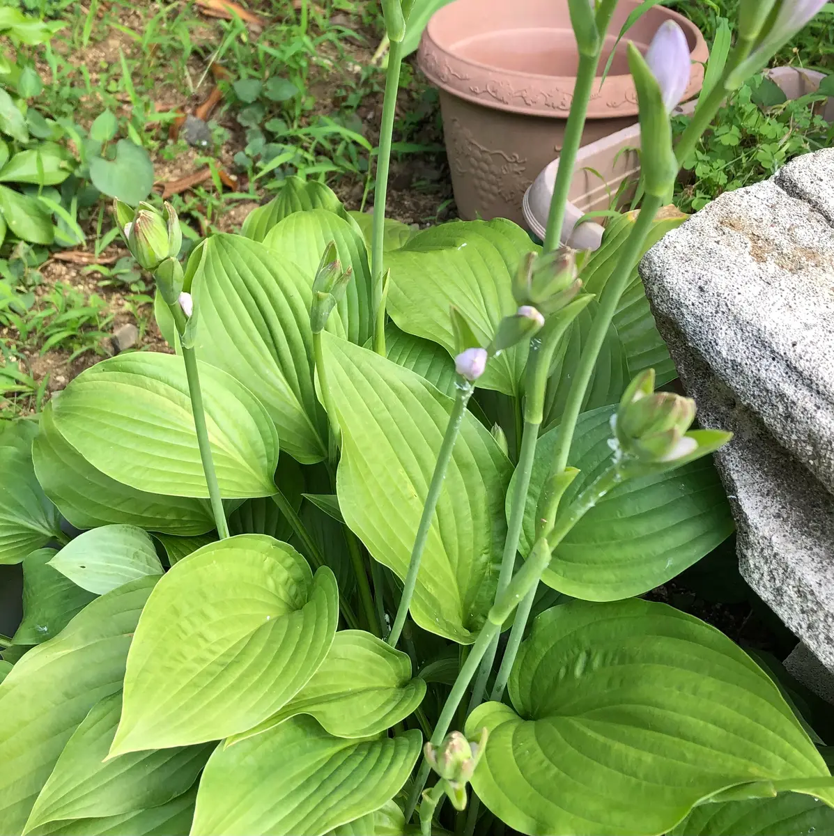 お世話になります。こちらの花、調べたらキボウシ(ホスタ)だと
