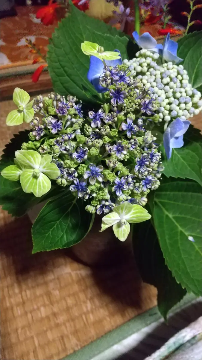 輸入アジサイ3苗　挿し木 輸入アジサイ3苗 挿し木