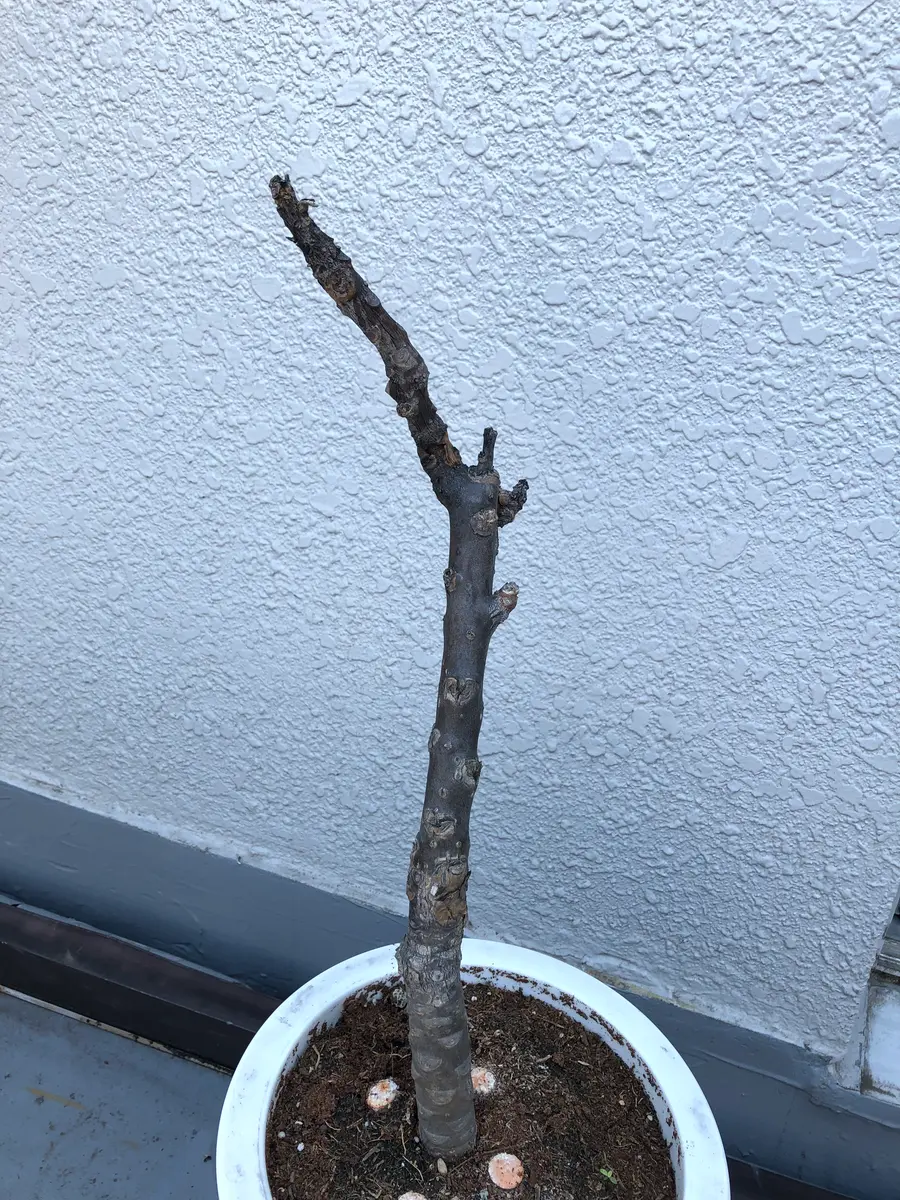 プルメリアの枝先が枯れて乾燥し、シワシワになっています。冬