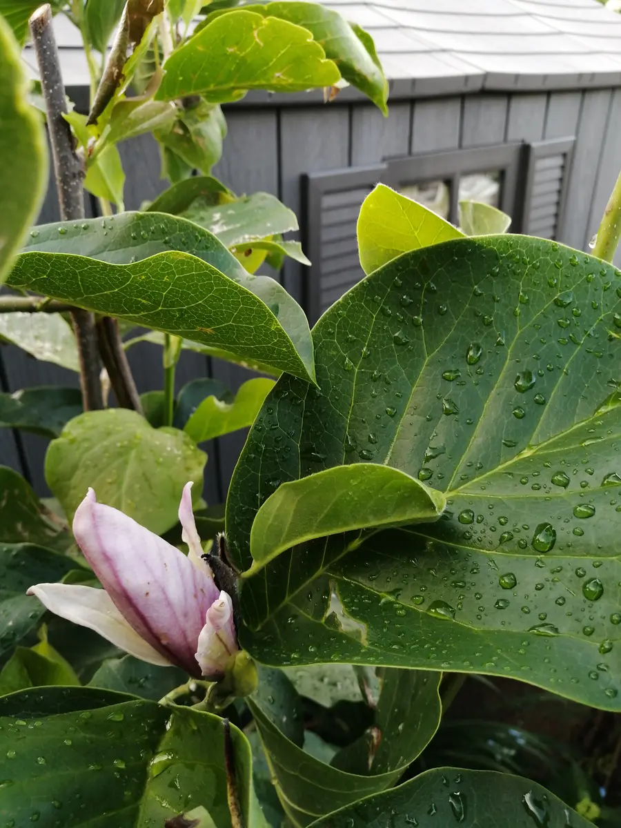 薪(マキ)の木 木蓮の木(白)他