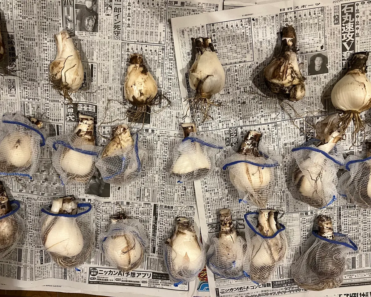 掘り上げた水仙の球根 1個づつ水切りネットに入れたのですが｜園芸