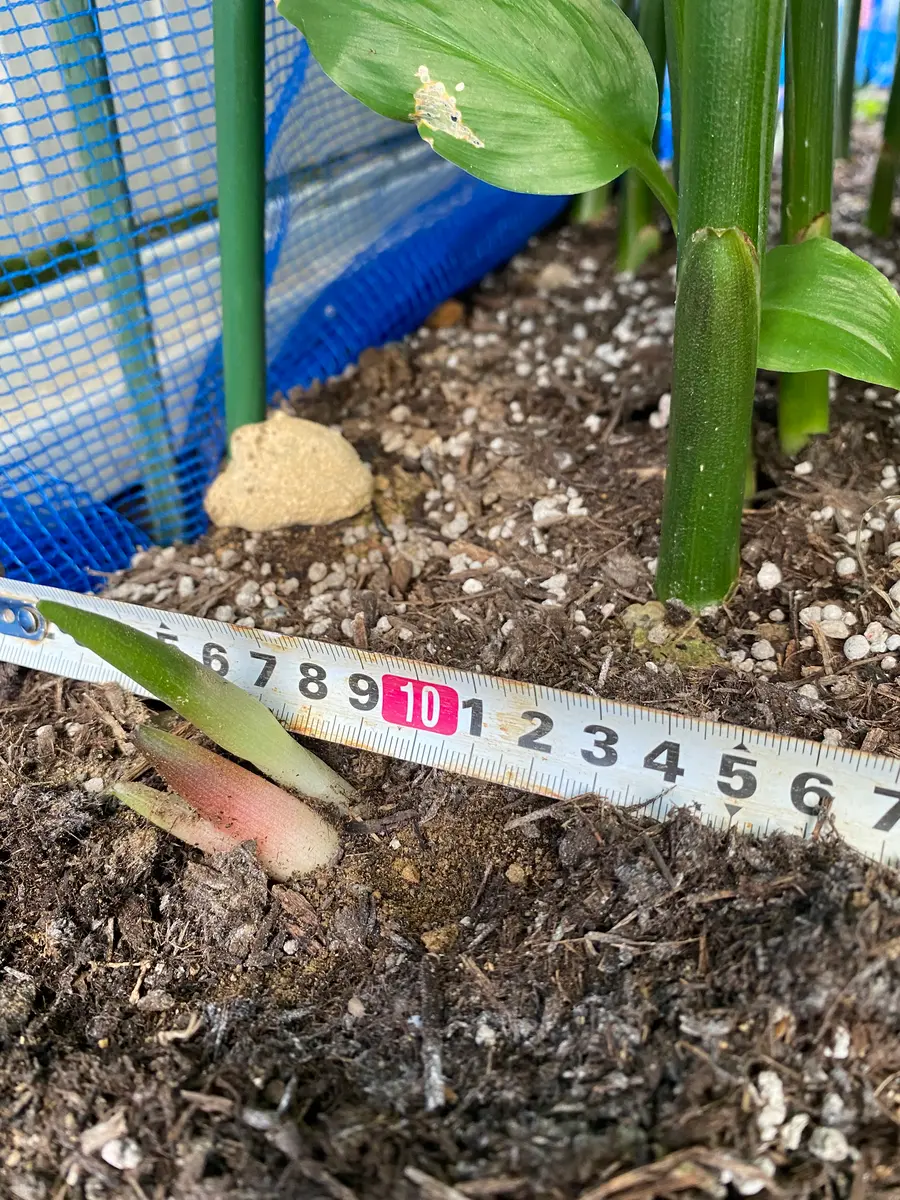 ミョウガですが、植えて2年目になります。今朝、顔を出してい...｜園芸  