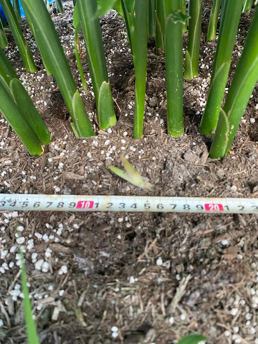 ミョウガですが、植えて2年目になります。今朝、顔を出してい｜園芸
