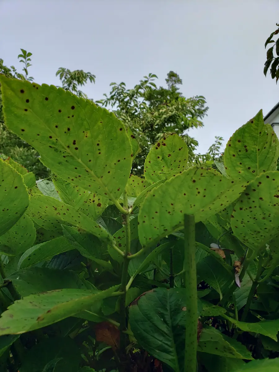 紫陽花 黒い 斑点