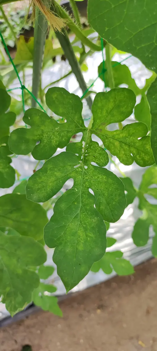 img_cache_q_21827_1_1657717657