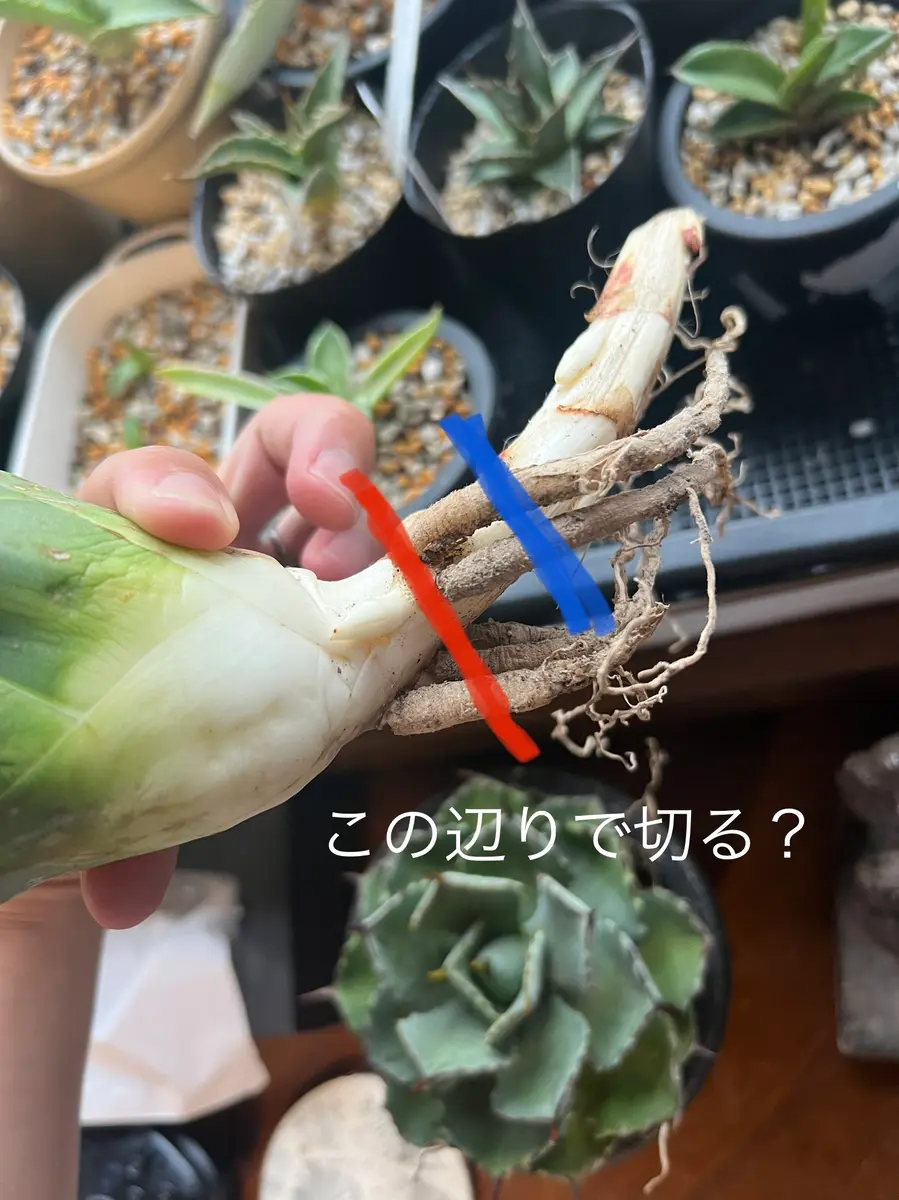 初めて質問させていただきます。先日、地植え抜き苗のアガベ