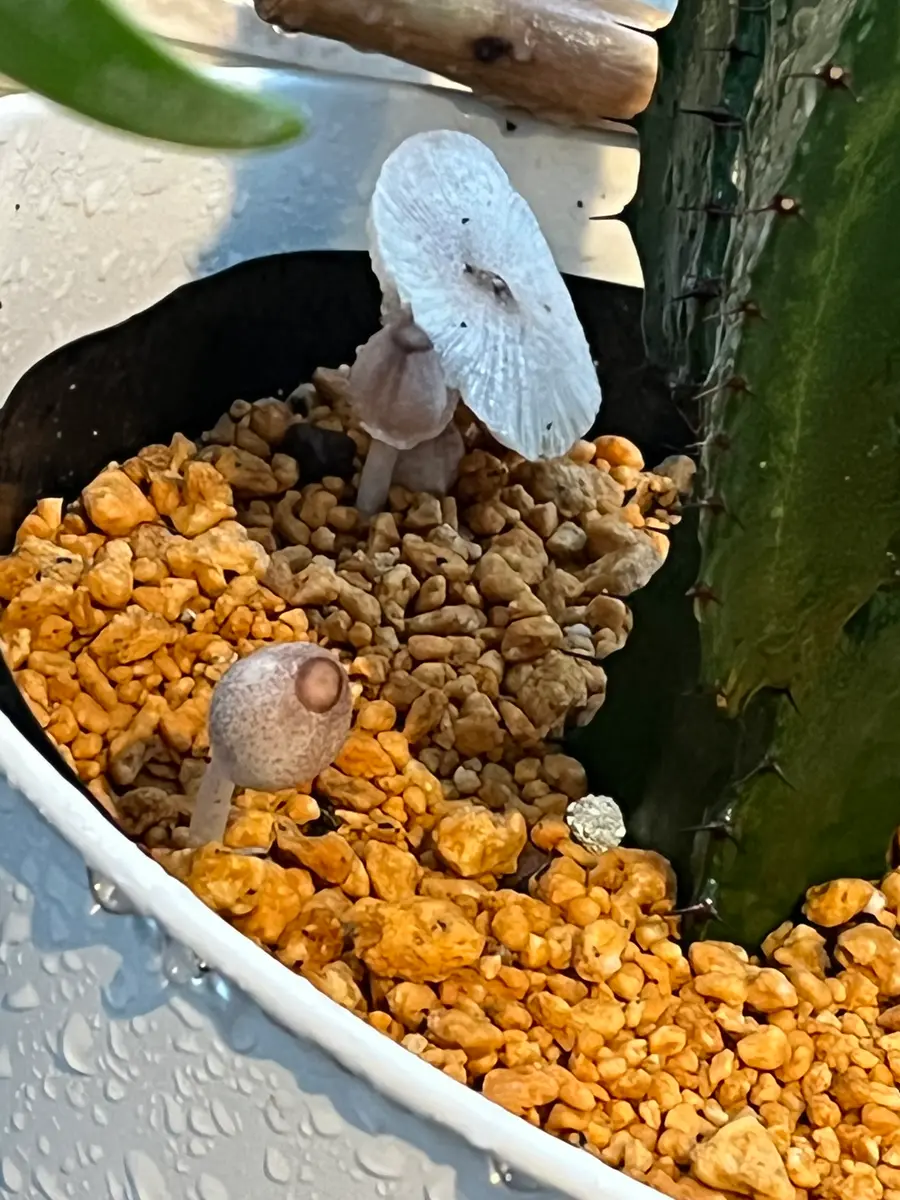 サボテンの鉢からキノコが生えました！！驚きましたー