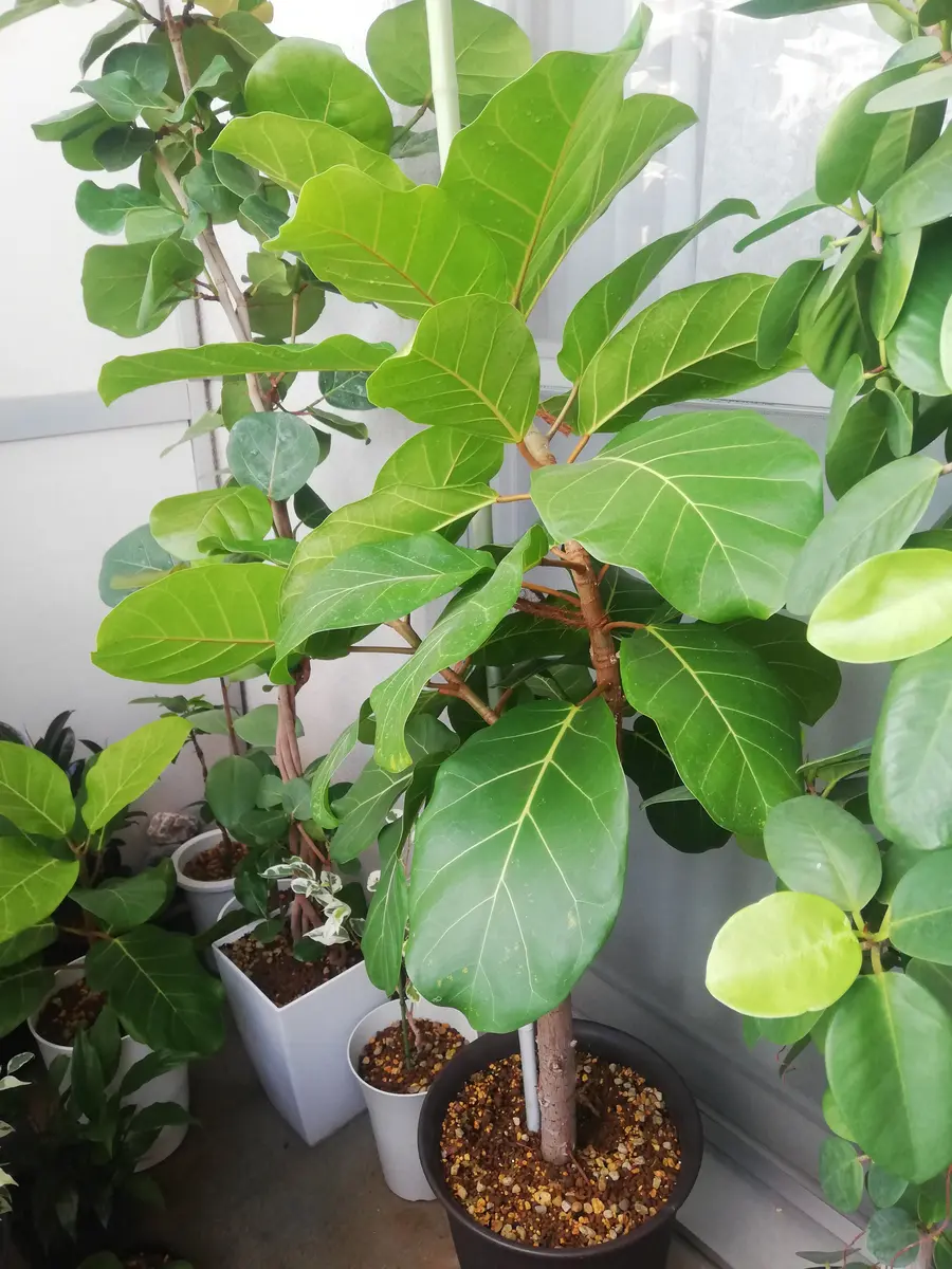 波打つ大きな葉が元気をくれます】アフリカンプリンス アフリカン