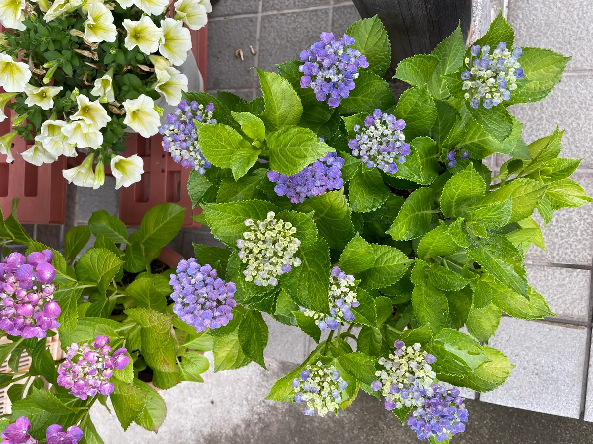 アジサイを鉢植えで育てていますが、購入して3年目の株が前年よ