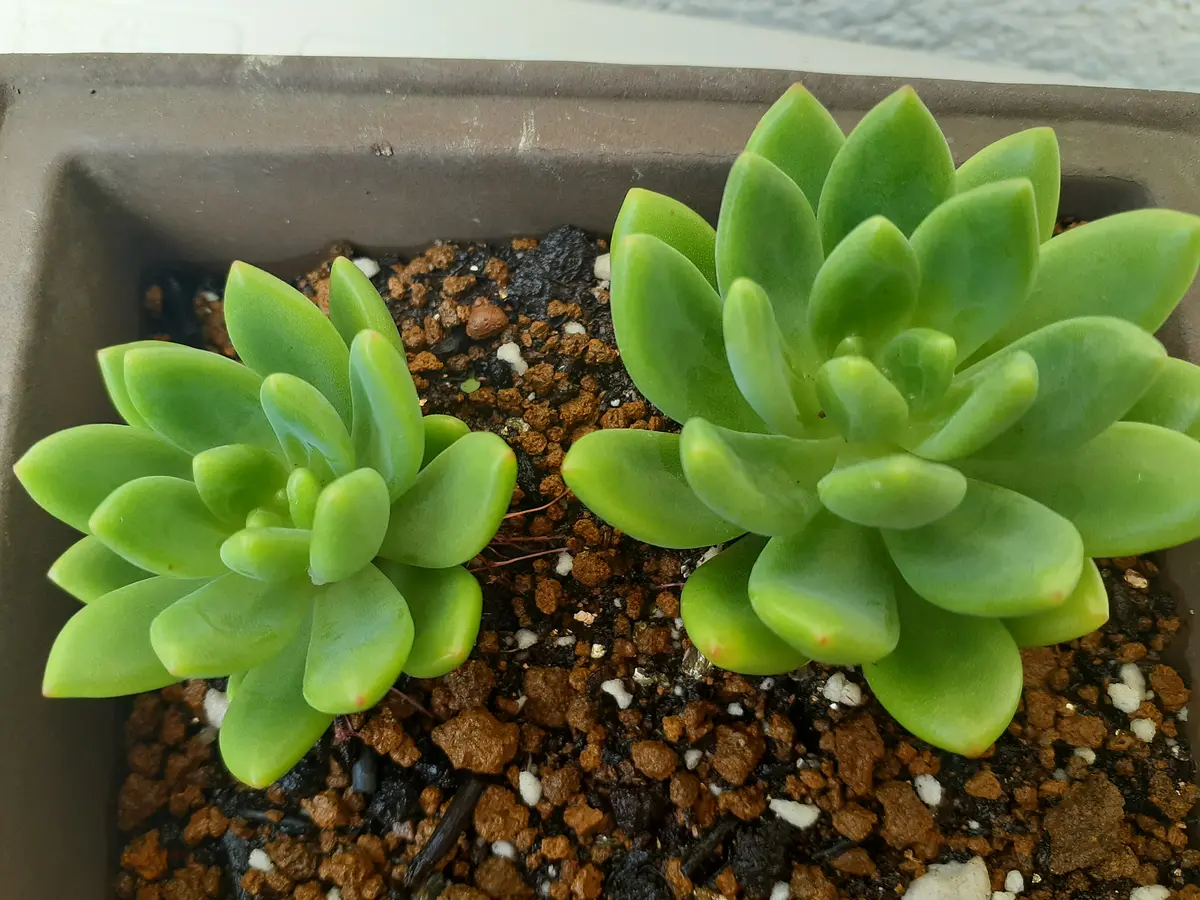 その他多肉植物 mi_na_1208 多肉植物 スターターセット | NOZOMI GARDEN