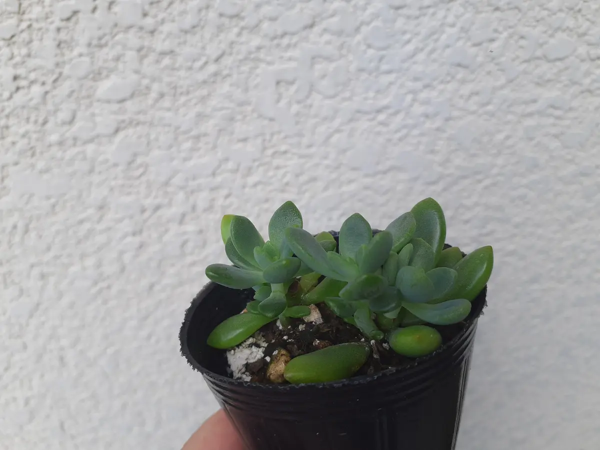 多肉植物❤️専用ページです。他の方はお買い上げになりませぬようお願い致します 多肉植物 寄せ植え 弁当 普及苗 葉挿し【匿名】7/31までの出品