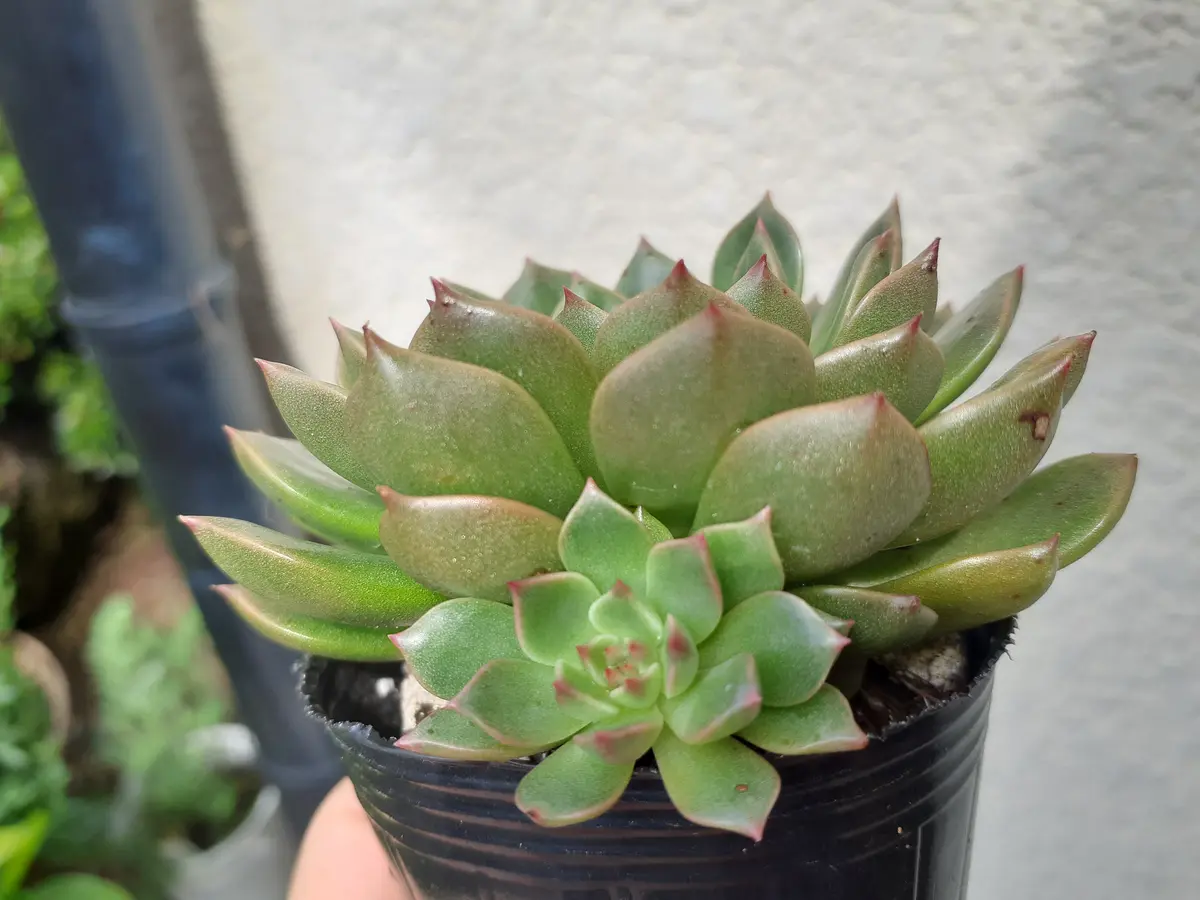 すみません、またお願いします。7月2日に多肉の名前を質問しま