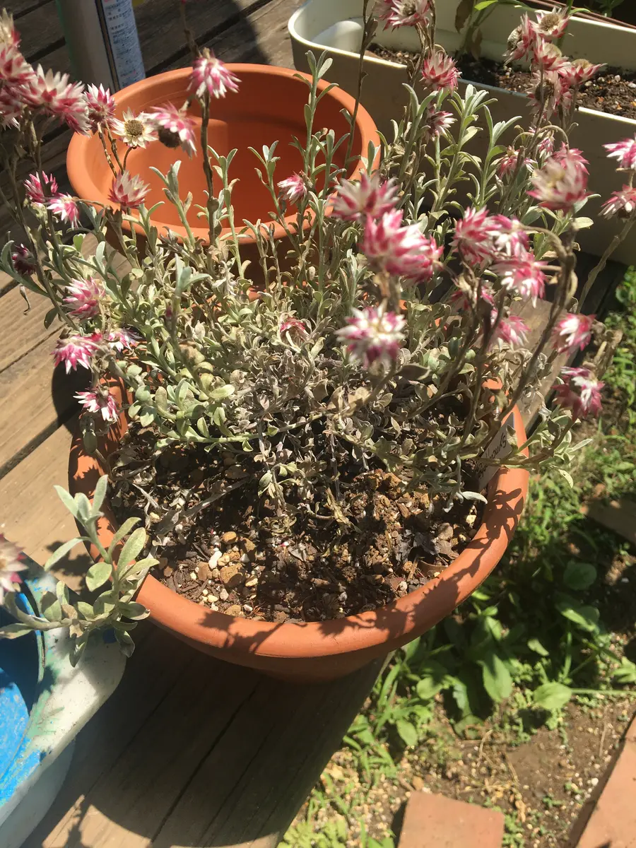 シンカルファ　ハートクィーン　タネ　種 シンカルファ ハートクィーン タネ 種