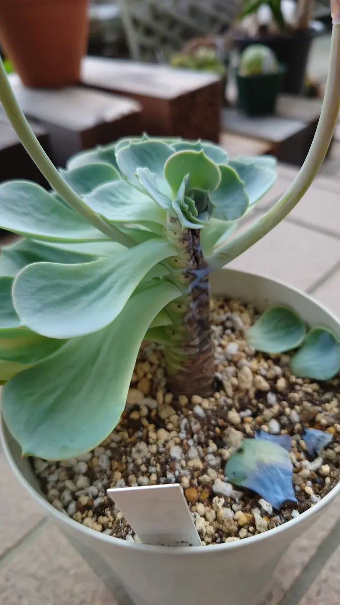 エケベリアの七福神です。大きく育っていたのですが、ここ最近