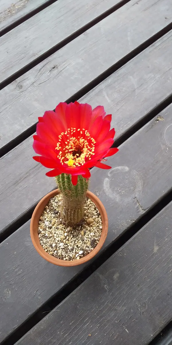 サボテンの花が咲きました。この後はどうしたらいいでしょうか