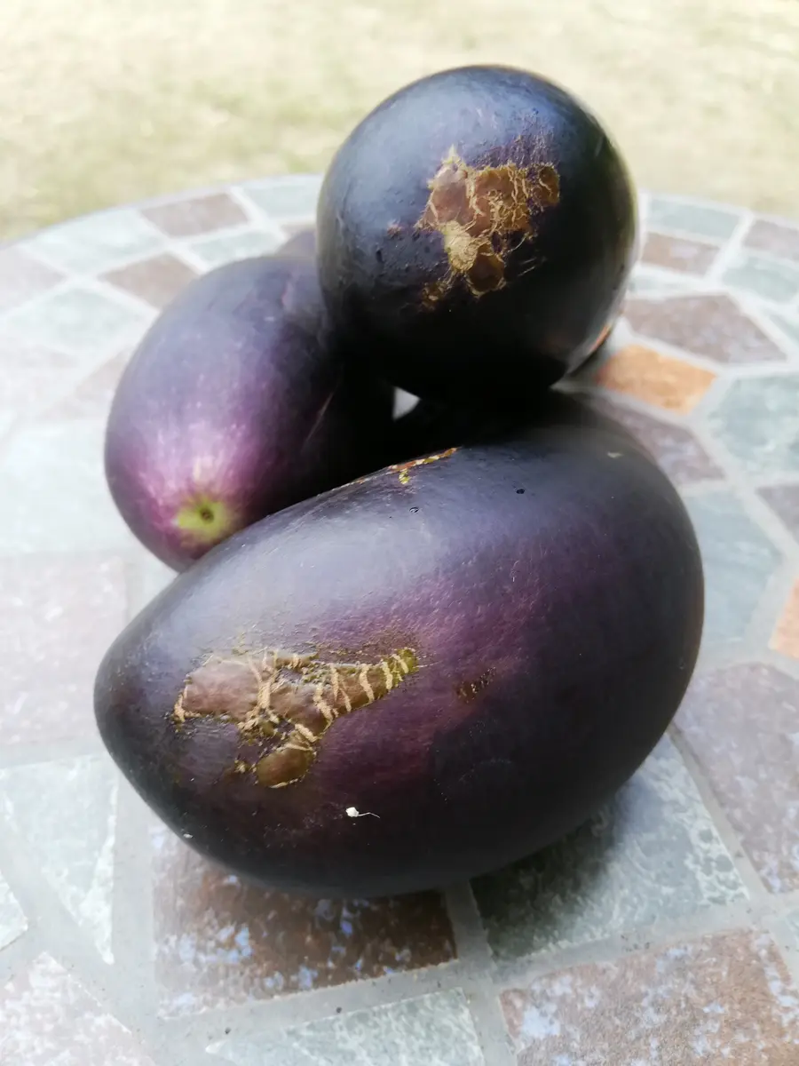 初めて質問します。家庭菜園でなすを栽培してますが、実のしり