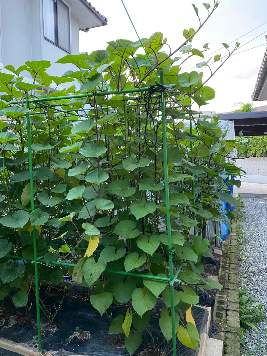 さつまいも葉20キロ サツマイモの葉の事で相談します。今年