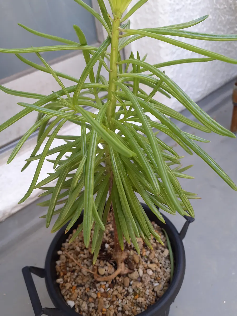 この植物の名前は何でしょうか？三年前にダイソーで購入いたし