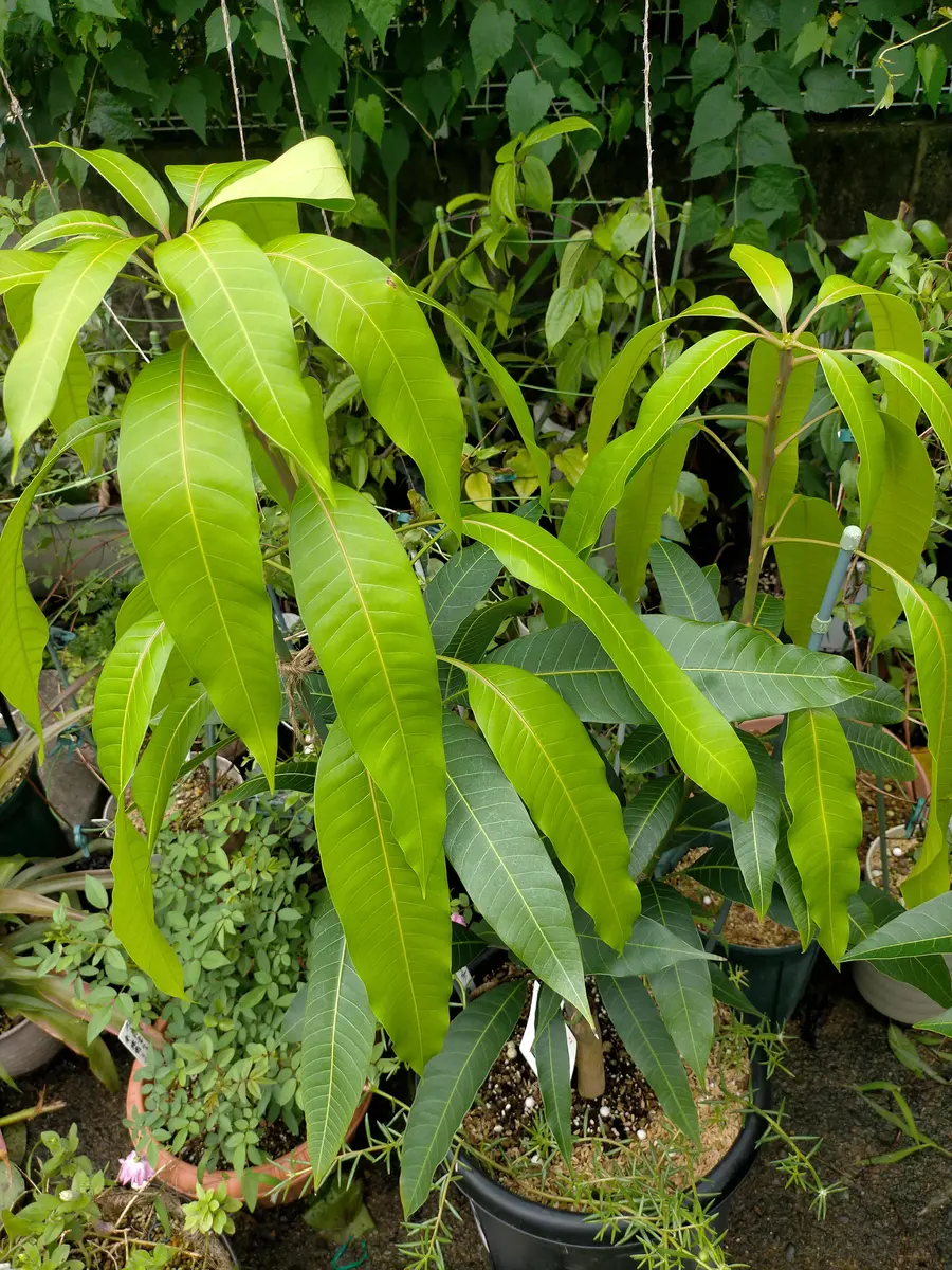 マンゴーを鉢で栽培しています。新芽が開き伸びてきました。4｜園芸