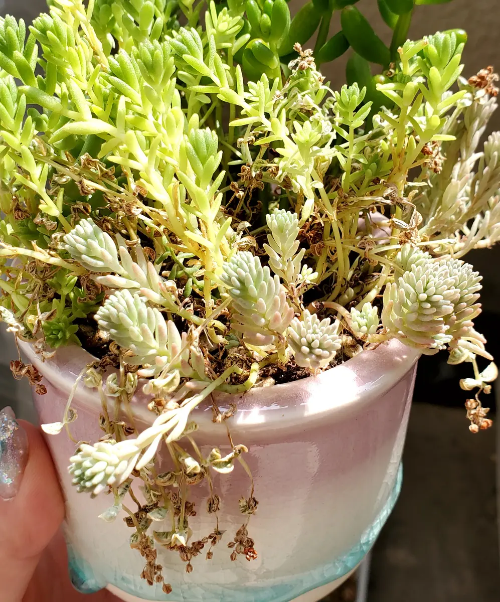 セダムの寄せ植え？を購入したのですが前もこの小さい花の咲く