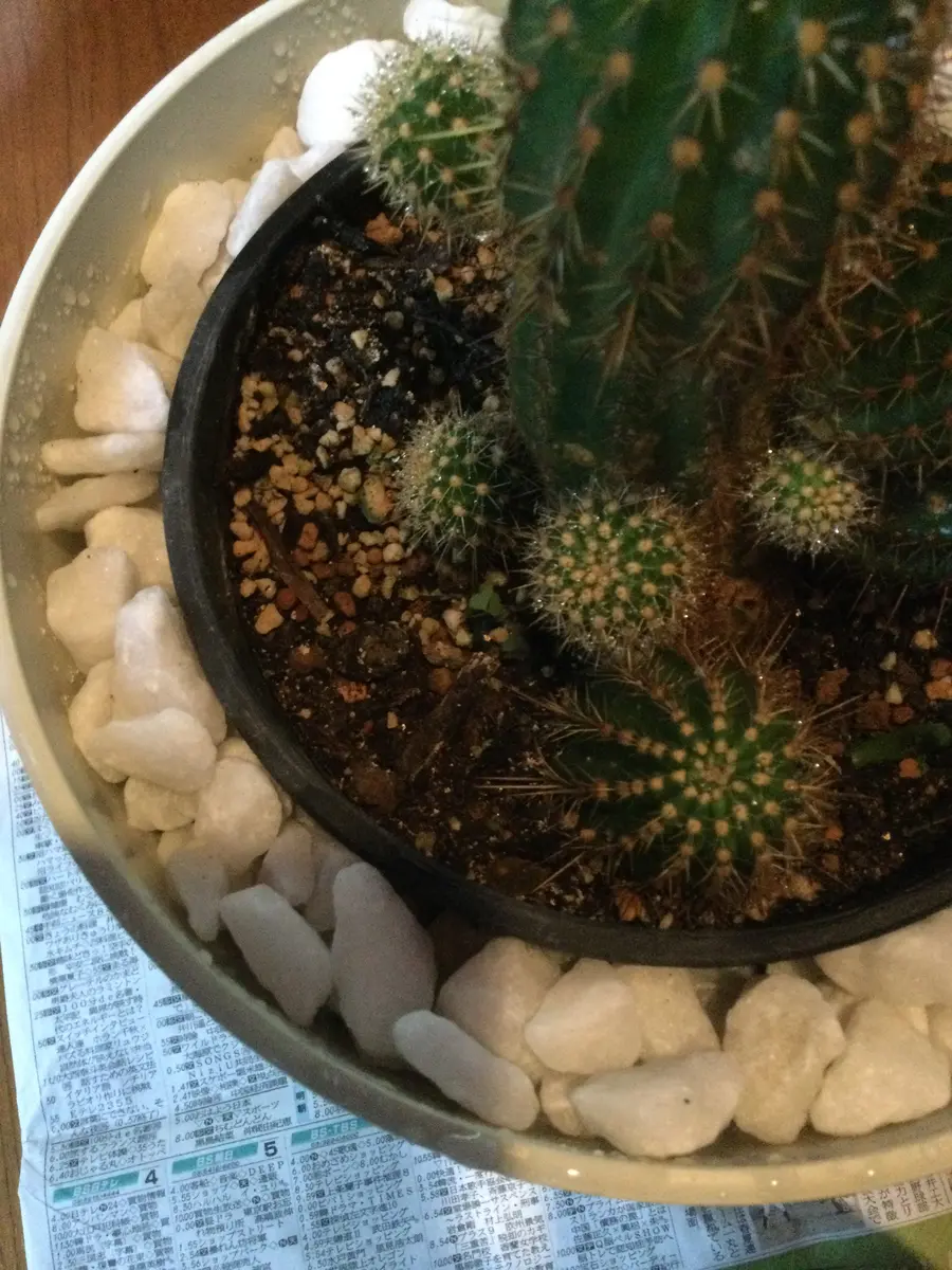 皆さま教えてください。サボテンを買って、さあこれから、と｜園芸