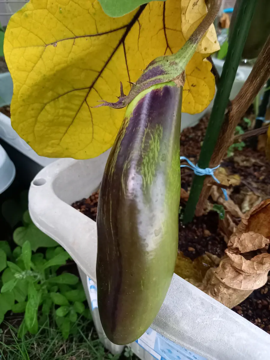 茄子がまだら模様です。これは、肥料不足でしょうか？水不足で