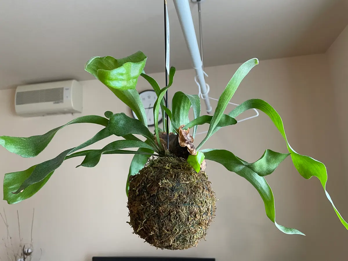 コウモリラン(ビカクシダ)の苔玉】□心配してること・夏にな｜園芸