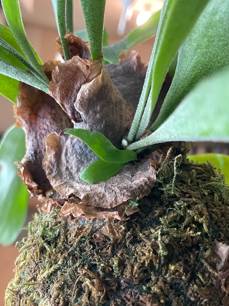 コウモリラン(ビカクシダ)の苔玉】□心配してること・夏にな｜園芸