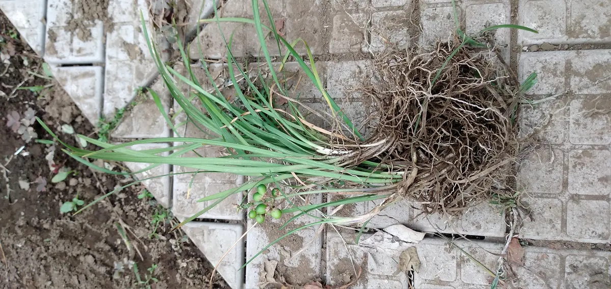 1,2枚めの写真の植物は、龍のひげでしょうか?掘り上げて根本を 