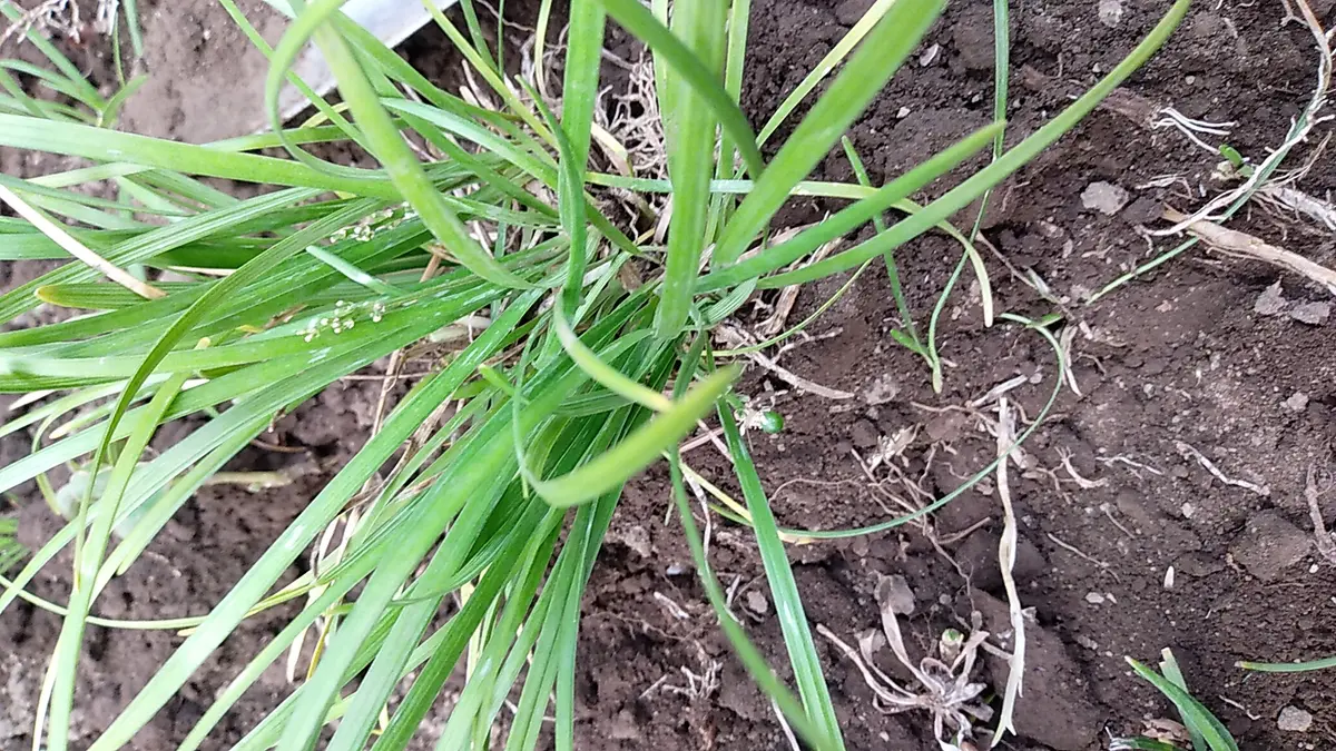 1,2枚めの写真の植物は、龍のひげでしょうか?掘り上げて根本を 