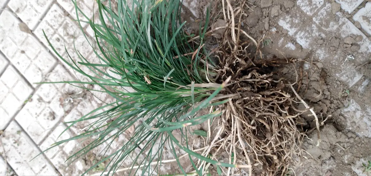 1,2枚めの写真の植物は、龍のひげでしょうか?掘り上げて根本を 