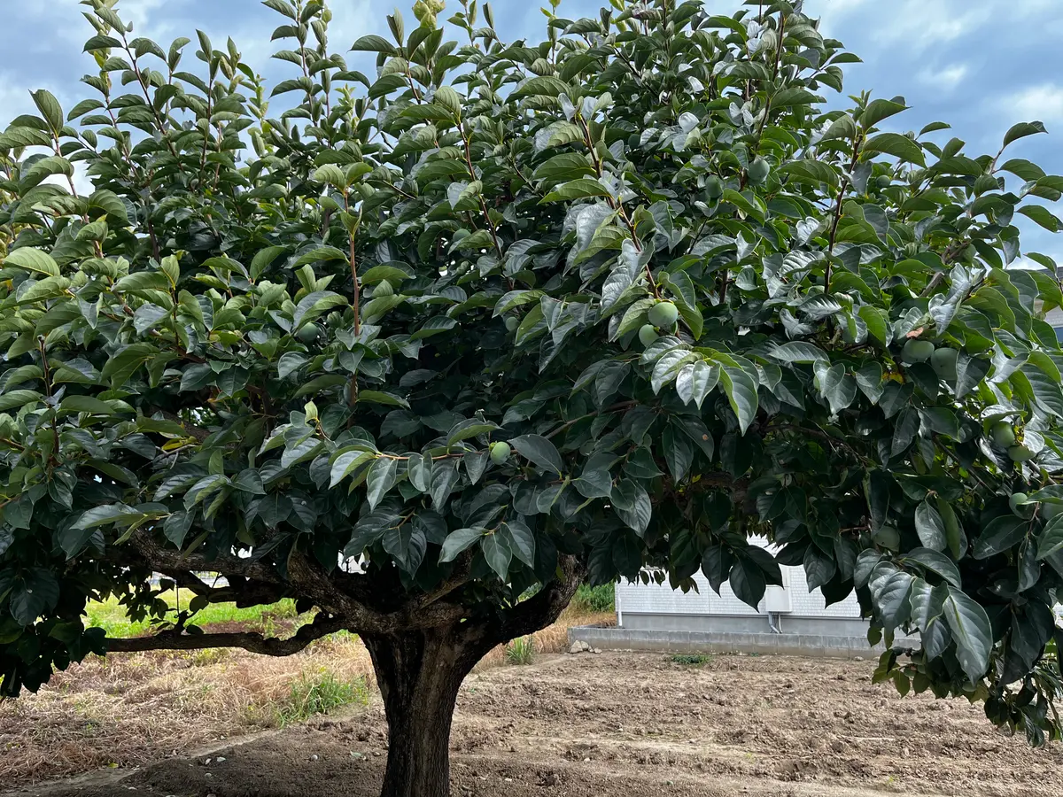 img_cache_q_22398_1_1660057320