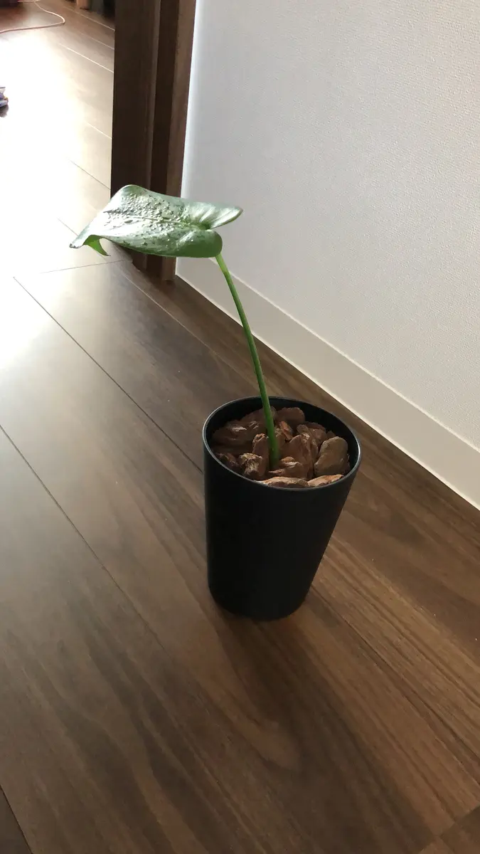 1ヶ月前に初めて発根しているモンステラを購入し、植え替えてあ