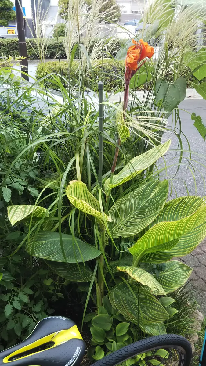 オレンジの花を咲かせている植物は「カンナ」でしょうか？｜園芸相談