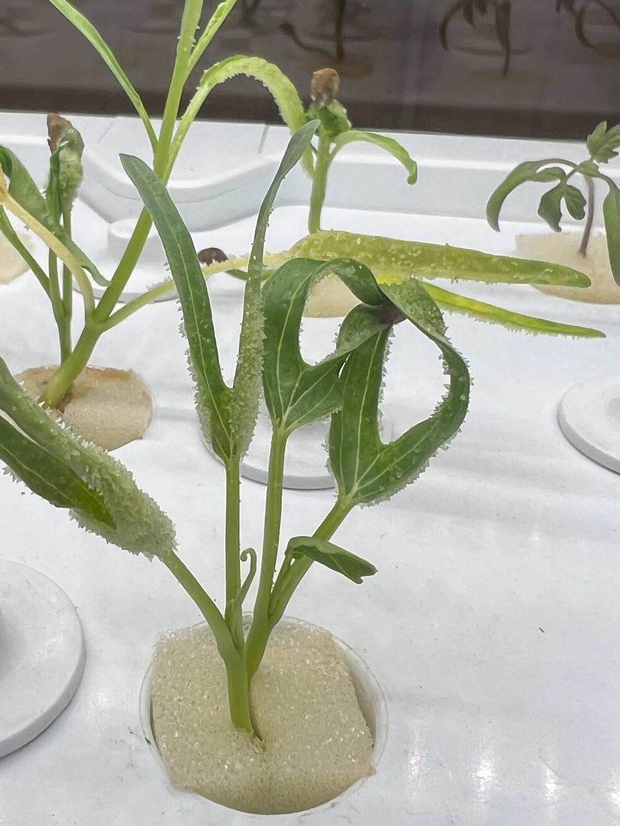 空 芯 菜 水 耕 栽培