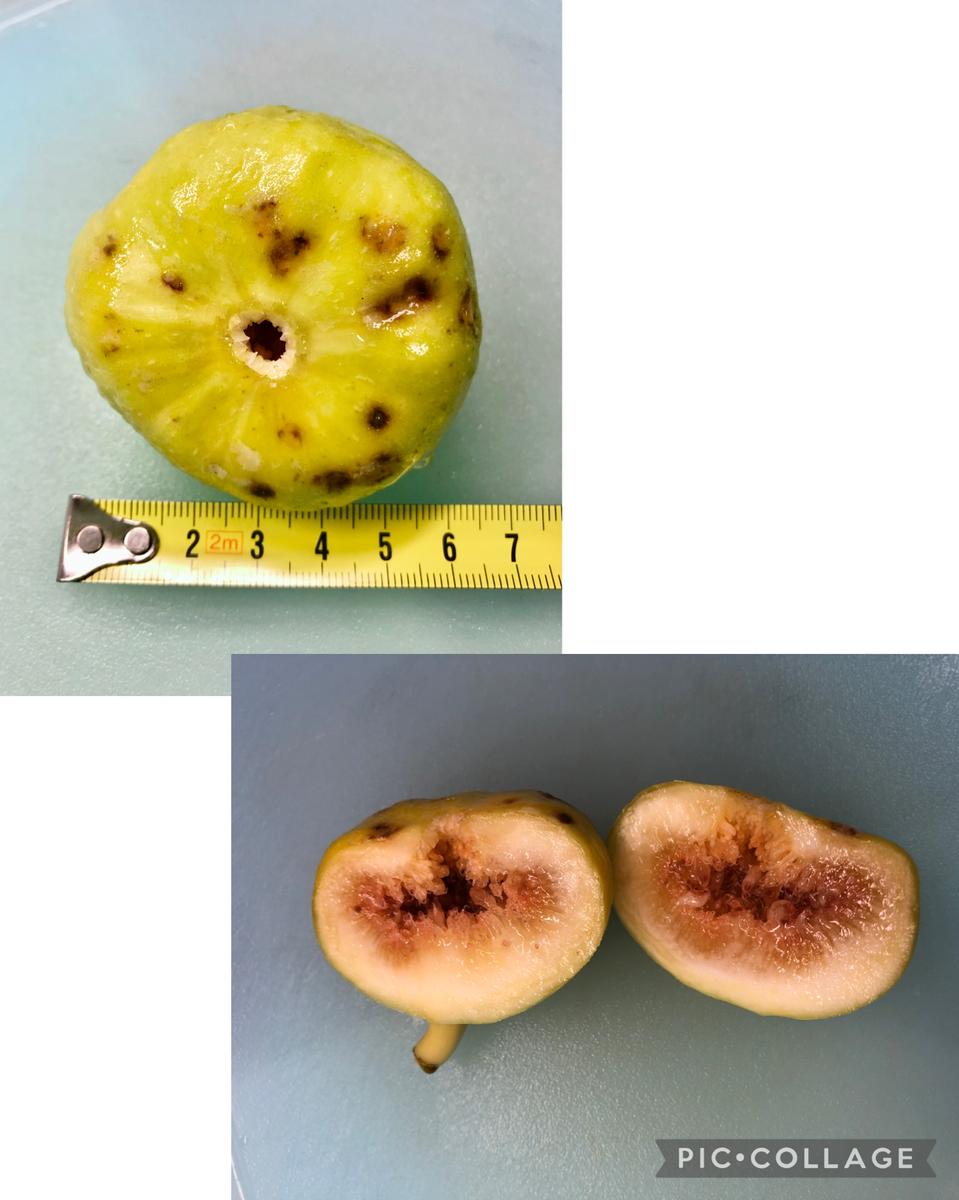 Yellow King Saudi Ara 次世代黄色系イチジク！？ bia イチジク苗木