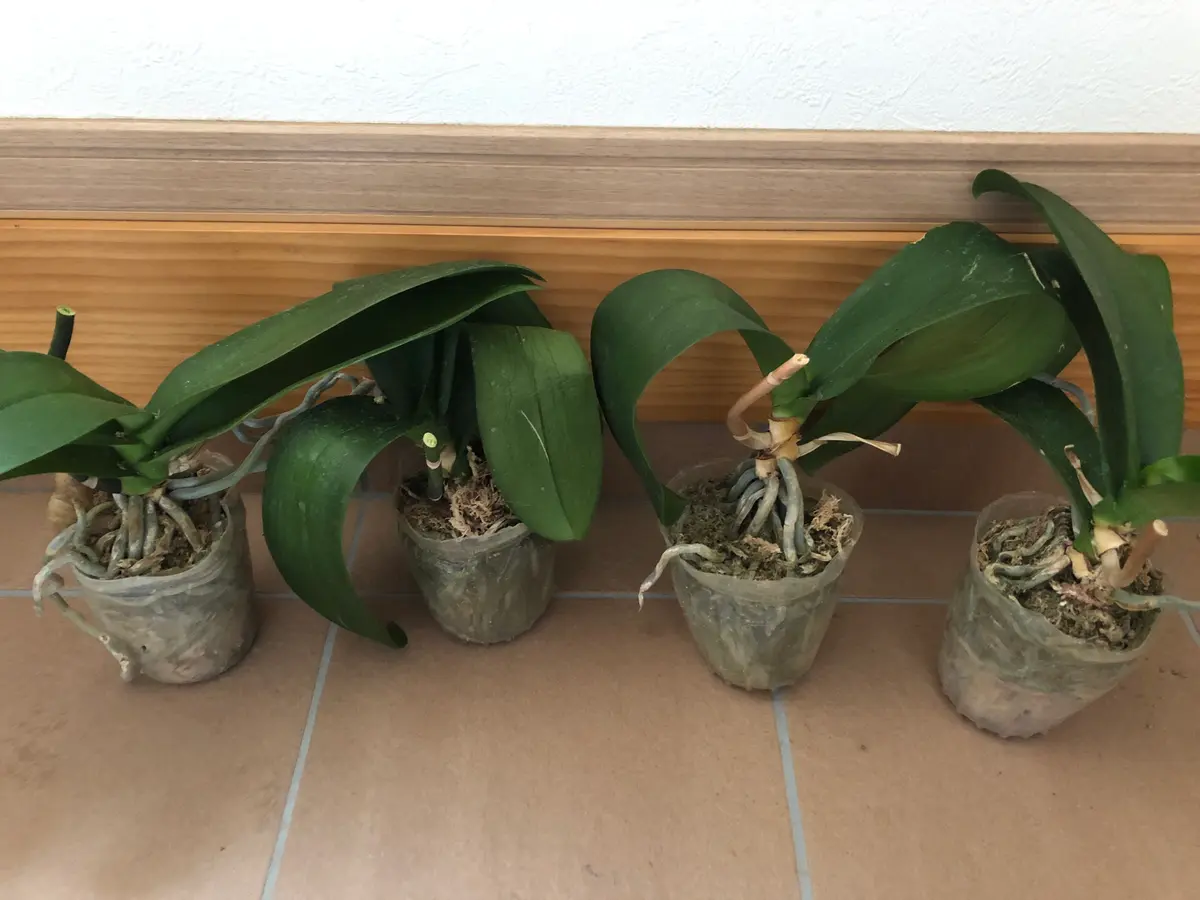 お聞きします。花が終わった4株の胡蝶蘭をいただきました。元｜園芸