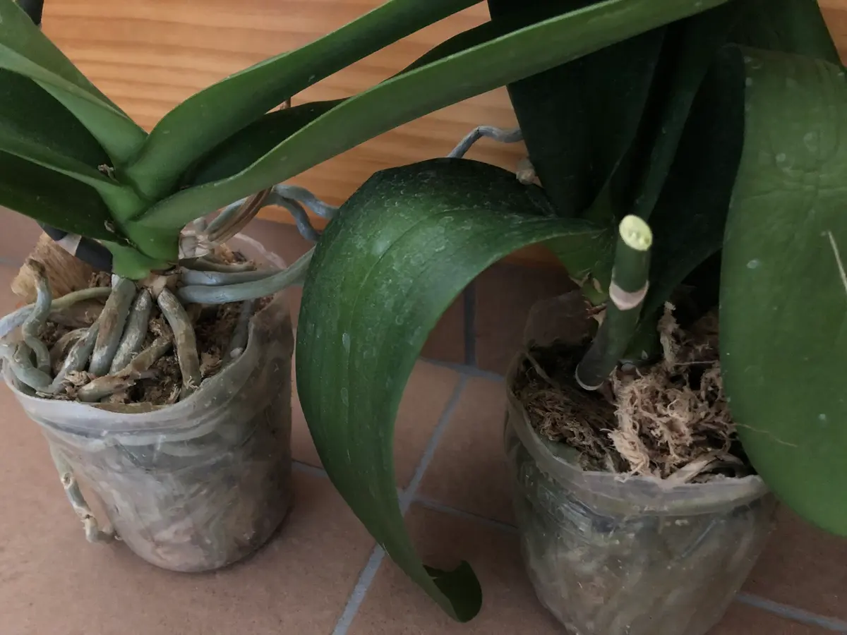 お聞きします。花が終わった4株の胡蝶蘭をいただきました。元｜園芸