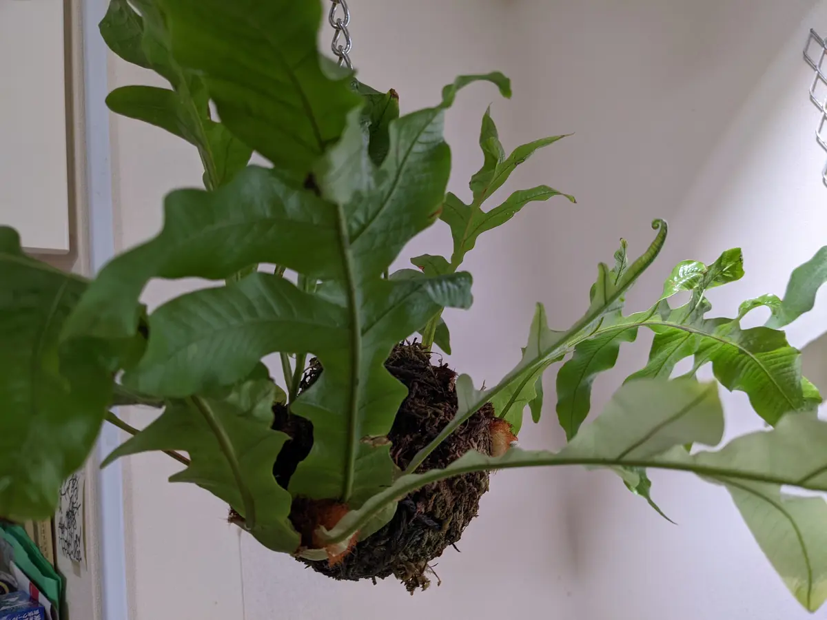 アグラオモルファ・コロナンスになります。株分けして増やした