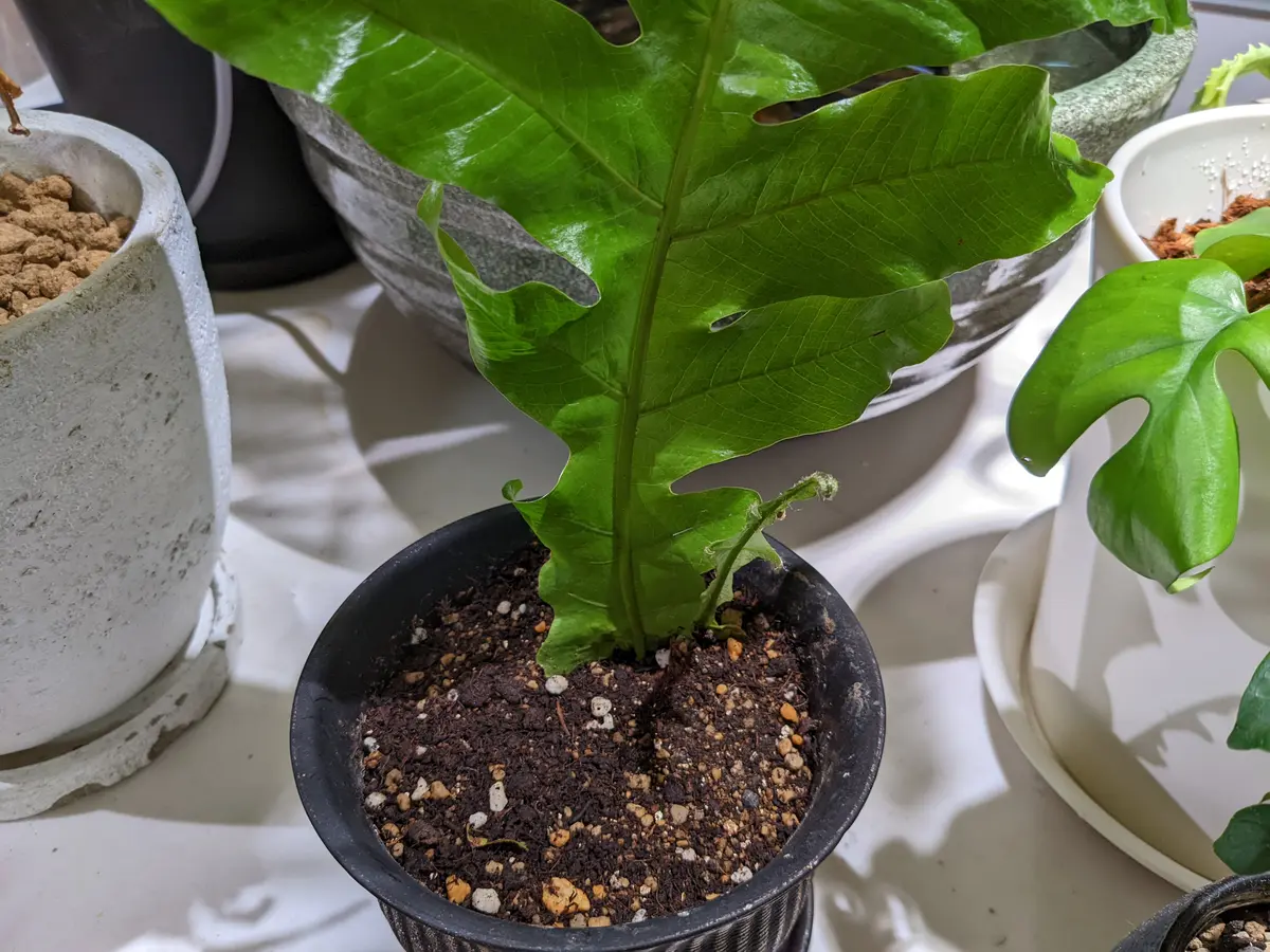 アグラオモルファ・コロナンスになります。株分けして増やした