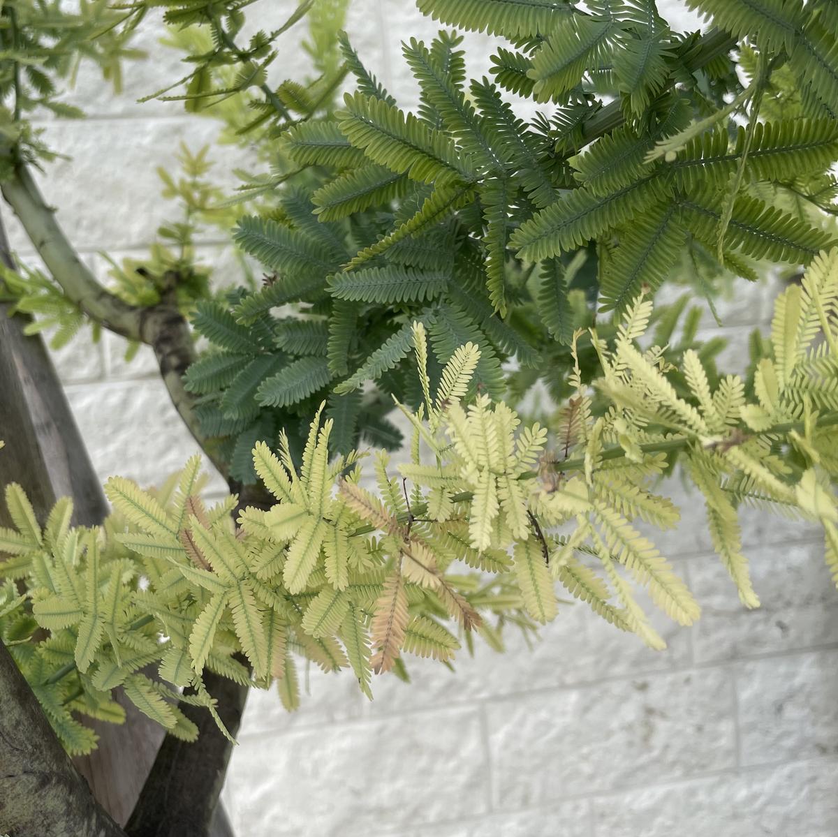 ミモザ葉っぱ 三角葉アカシア 葉が落ちる 自宅の庭で地植えしたミモザ
