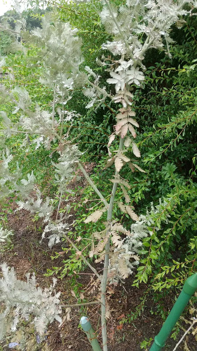 アカシア　プルプレア　ミモザ　大苗 4月12〜14に植替え剪定予定 アカシア プルプレア ミモザ 大苗 4月12〜14に植替え剪定予定