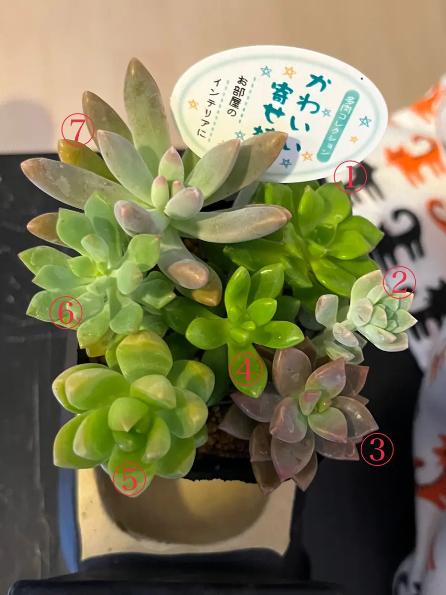 Nakaさま多肉 確認用