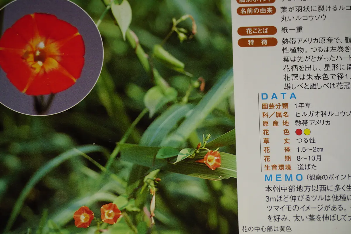 ご確認や用】 黄色と赤の花のつる植物 （庭を素敵にしてくれる！つる性 