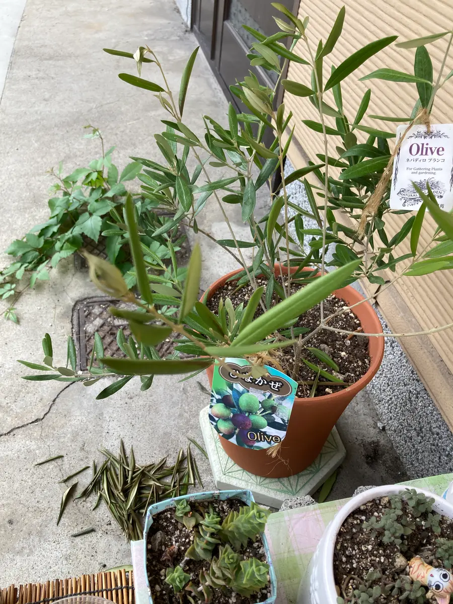 一月前ぐらいにオリーブの苗を購入しました。大きくなるかと思