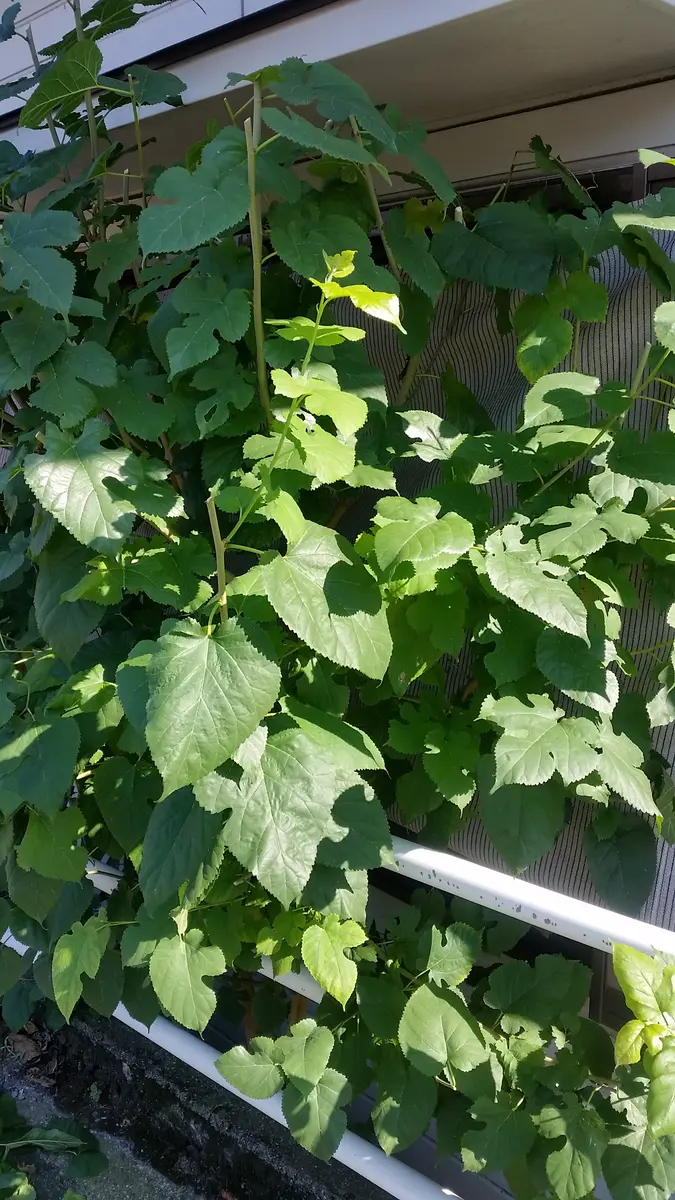 桑の葉で緑染め（余談多め） | 日々のこと 桑の葉・確認