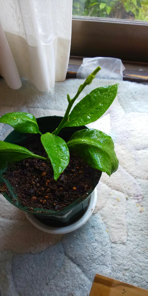 取り木した苗には、肥料はいつから施して良いですか？みかんの